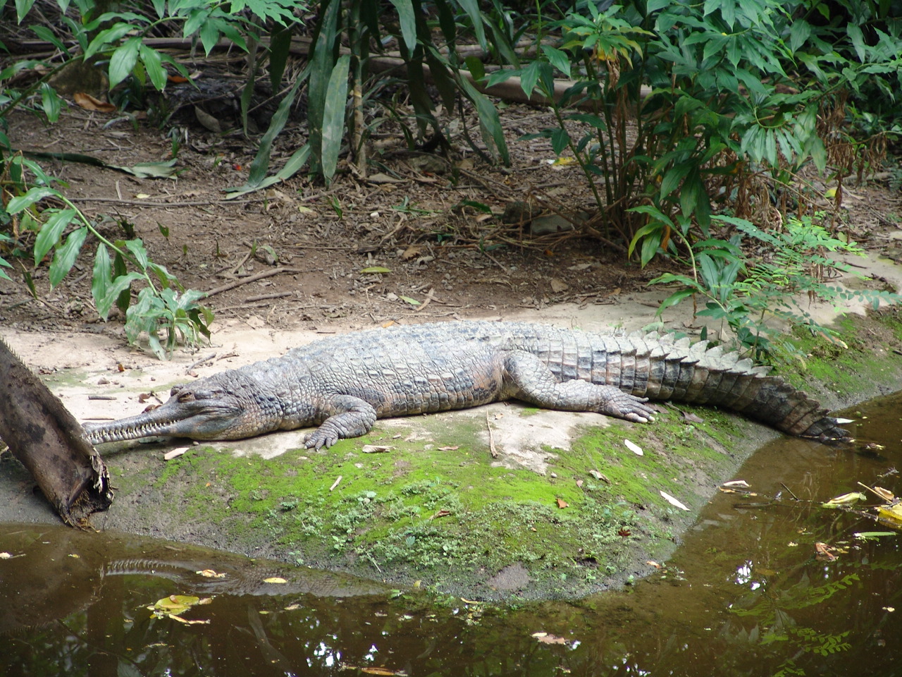 false gharial (Tomistoma schlegelii)