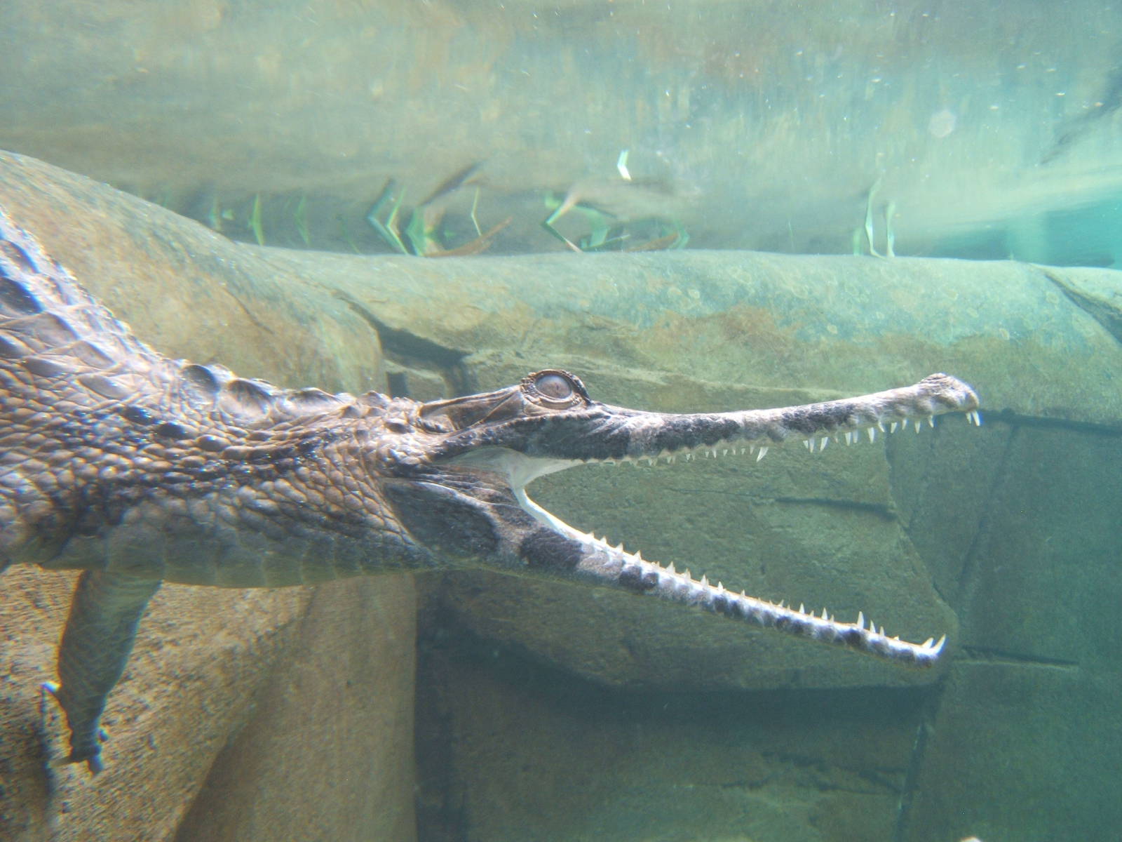 False Gharial (Tomistoma schlegelii)