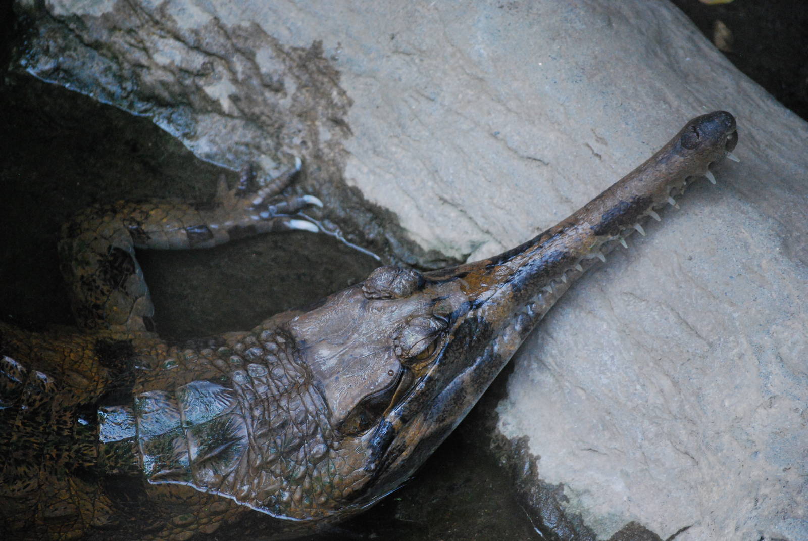 False gharial (Tomistoma schlegelii)