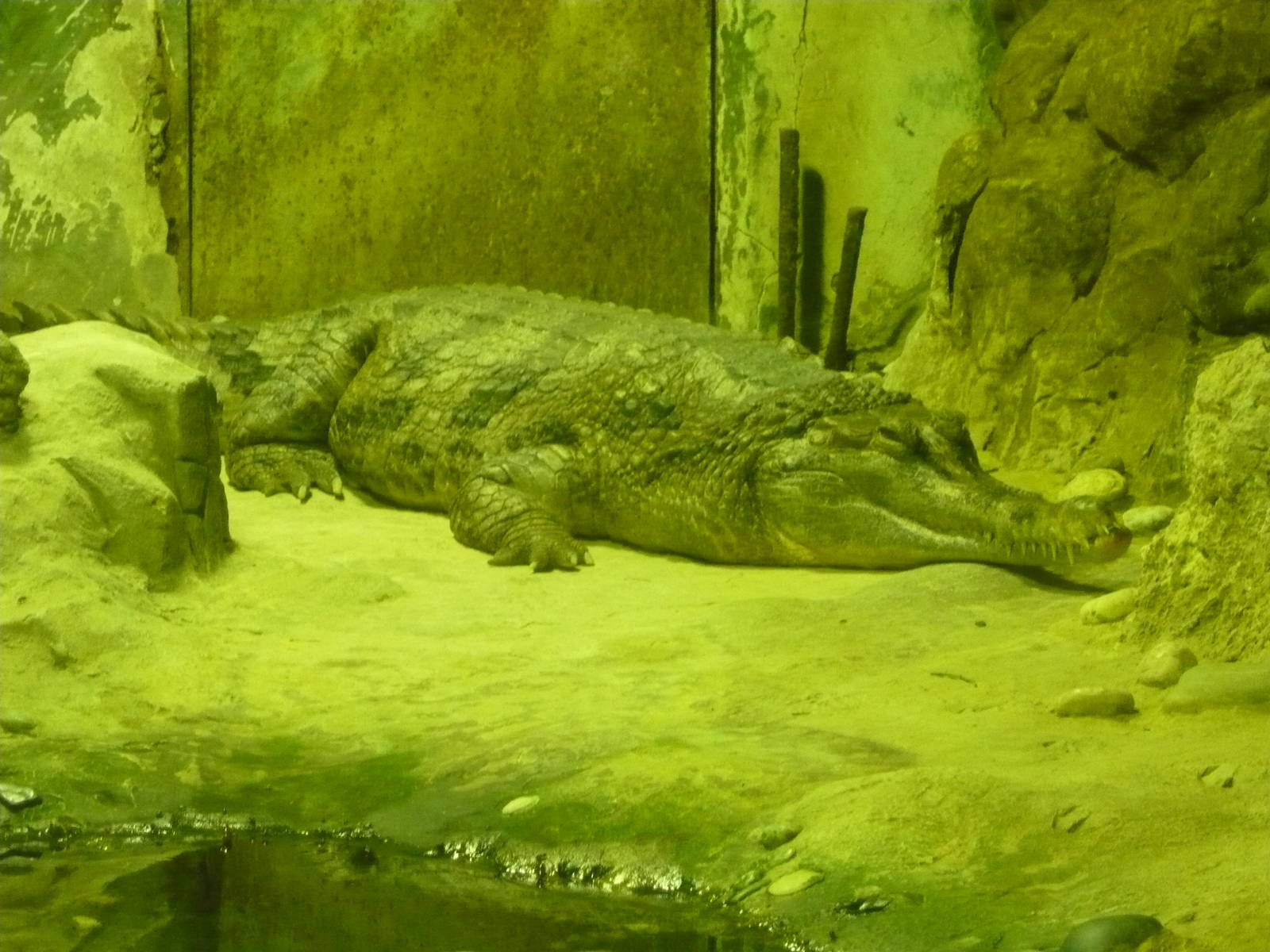 False gharial (Tomistoma schlegelii)