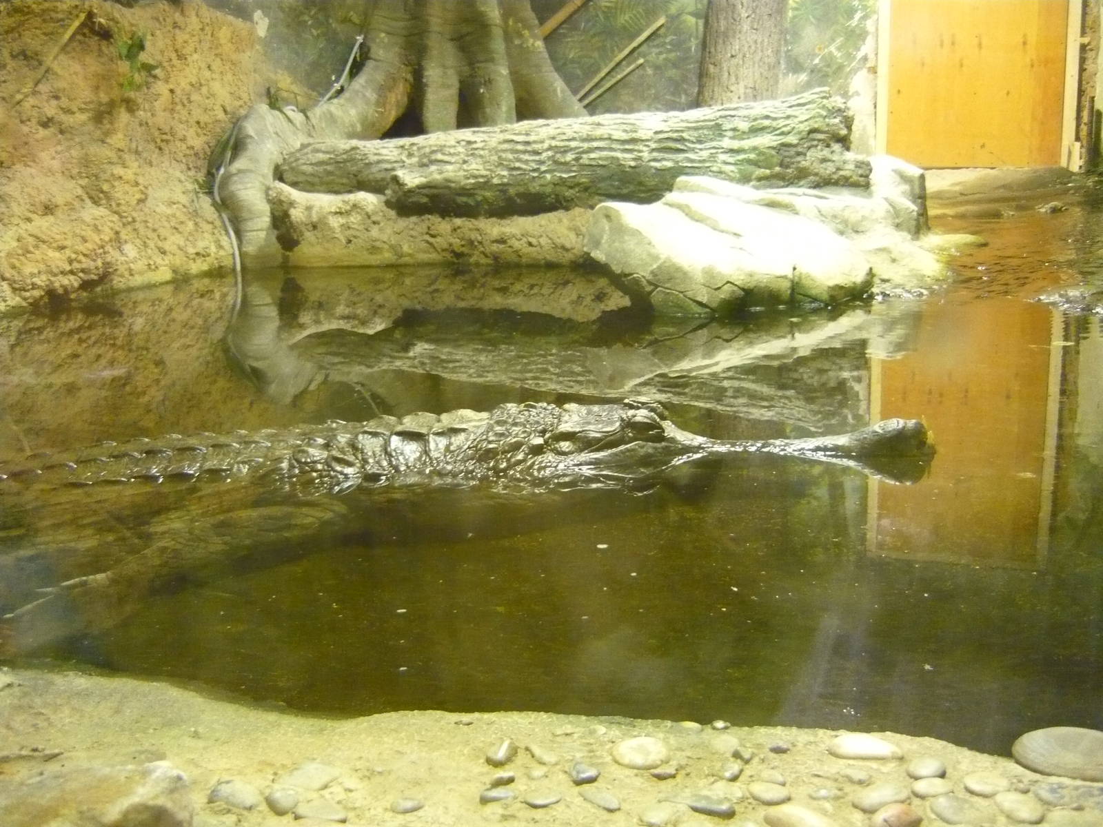 False gharial (Tomistoma schlegelii)