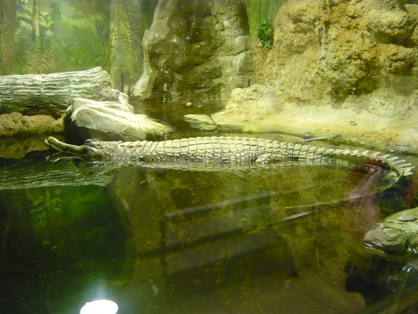 False gharial (Tomistoma schlegelii)