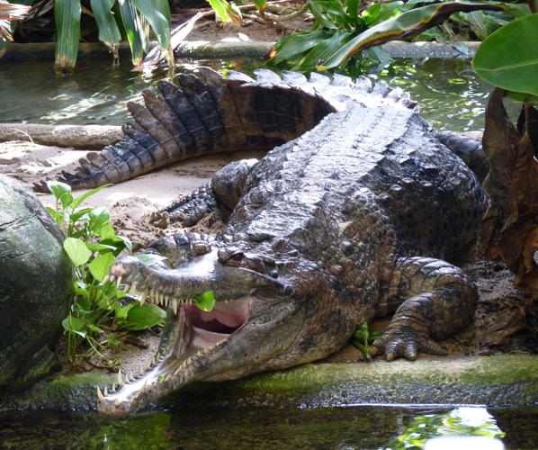 False gharial (Tomistoma schlegelii)