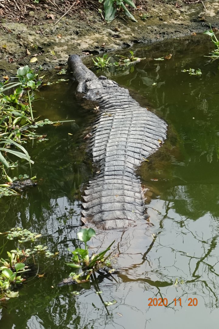 False Gharial (Tomistoma schlegelii)