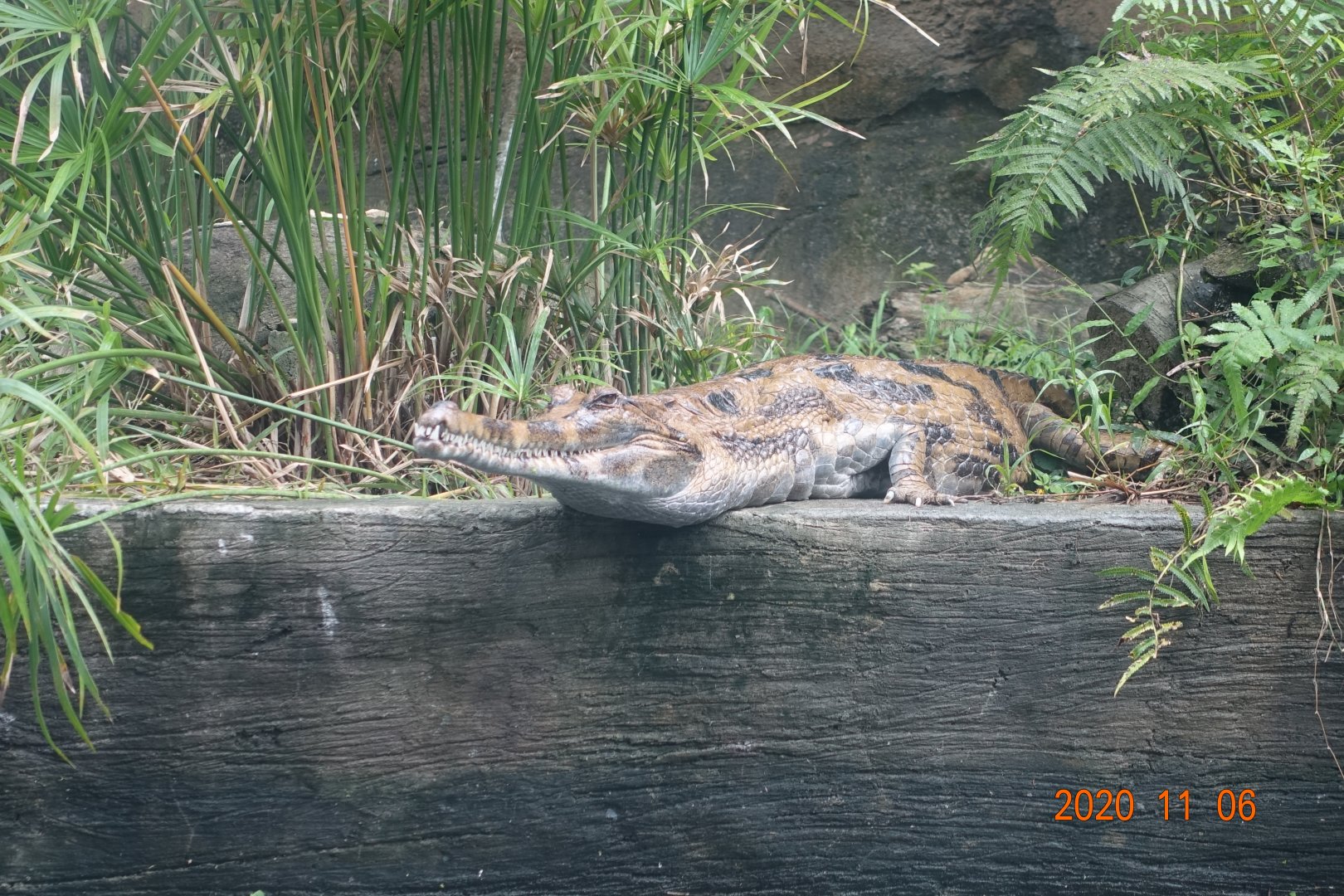 False Gharial (Tomistoma schlegelii)