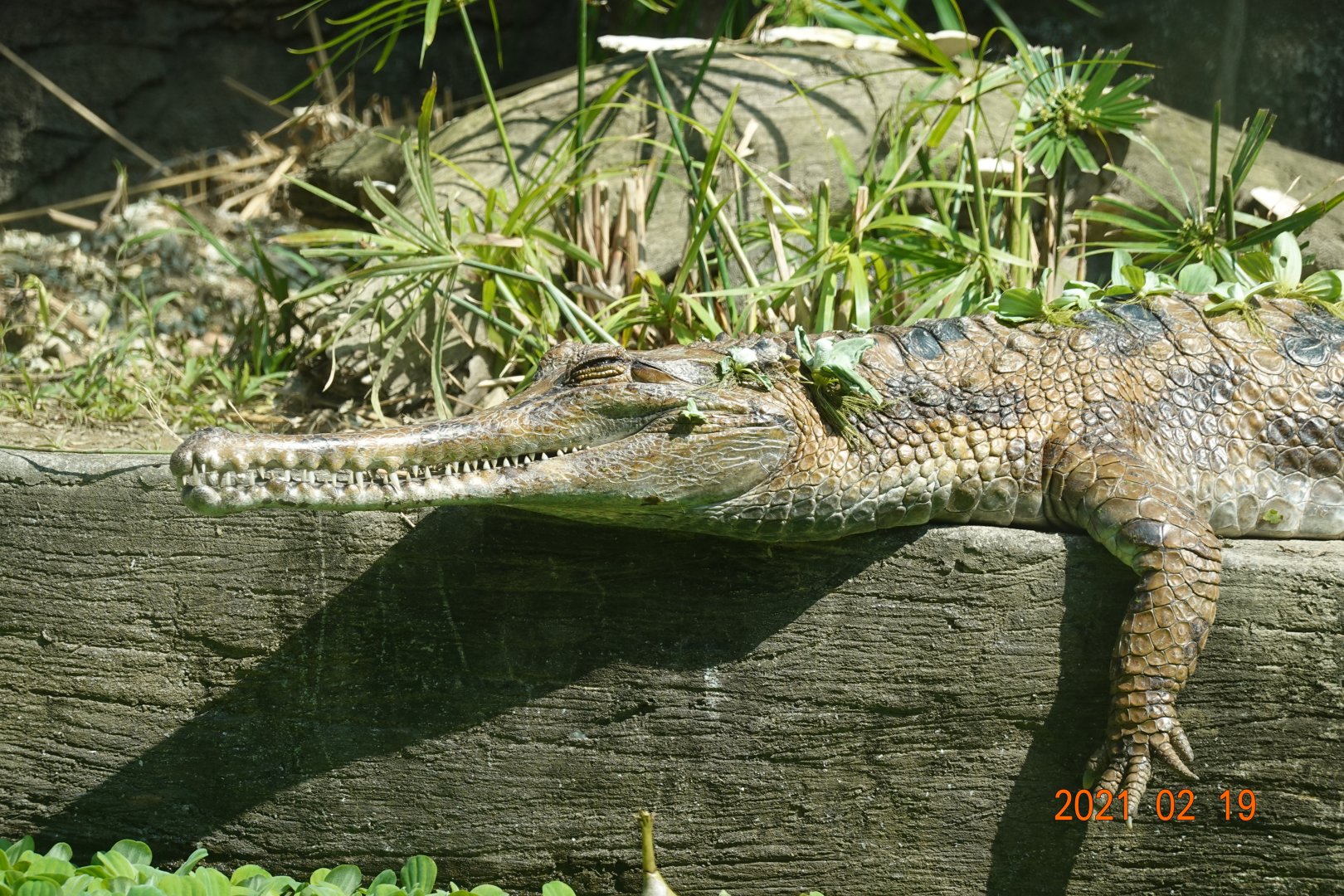 False Gharial (Tomistoma schlegelii)