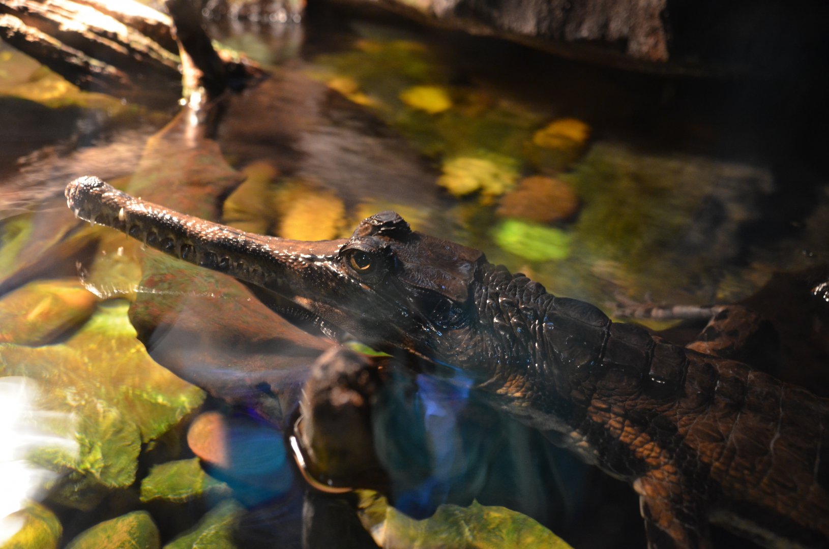 False gharial/Tomistoma schlegelii
