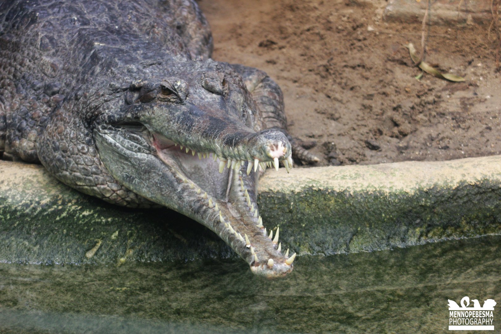 False gharial (Tomistoma schlegelii)