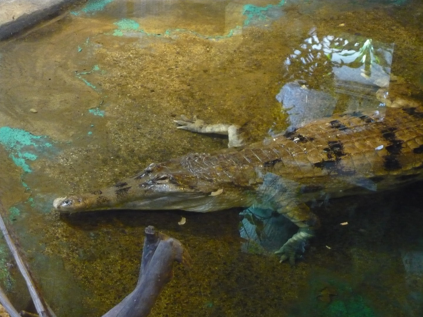 False gharial (Tomistoma schlegelii)