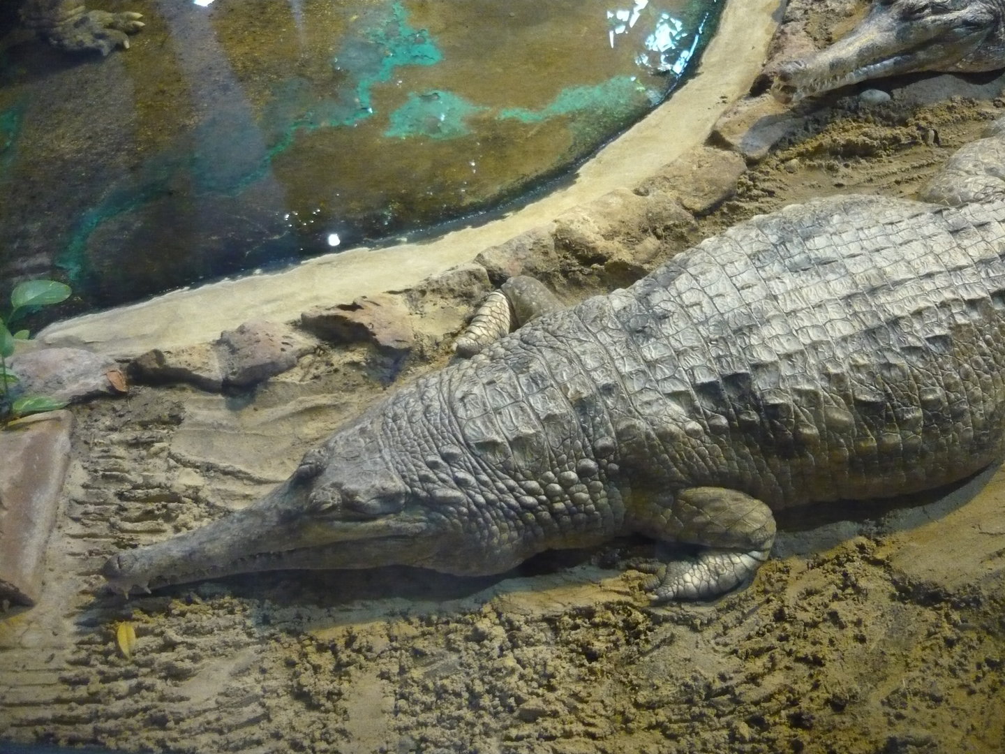 False gharial (Tomistoma schlegelii)