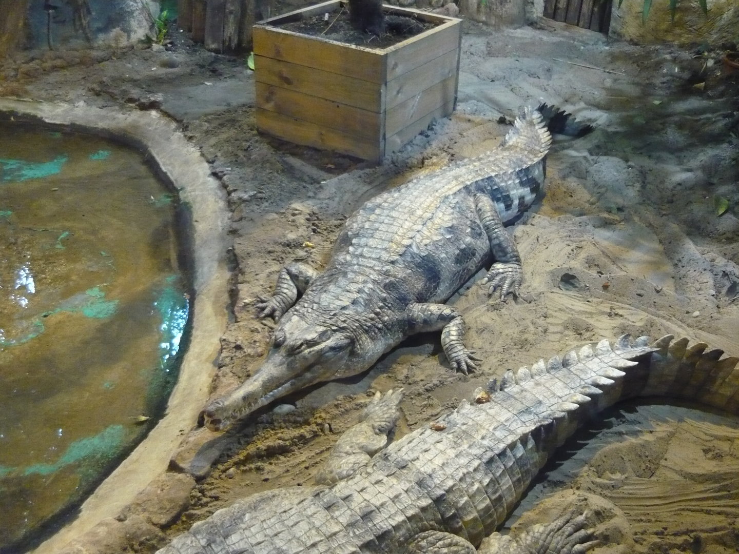 False gharial (Tomistoma schlegelii)