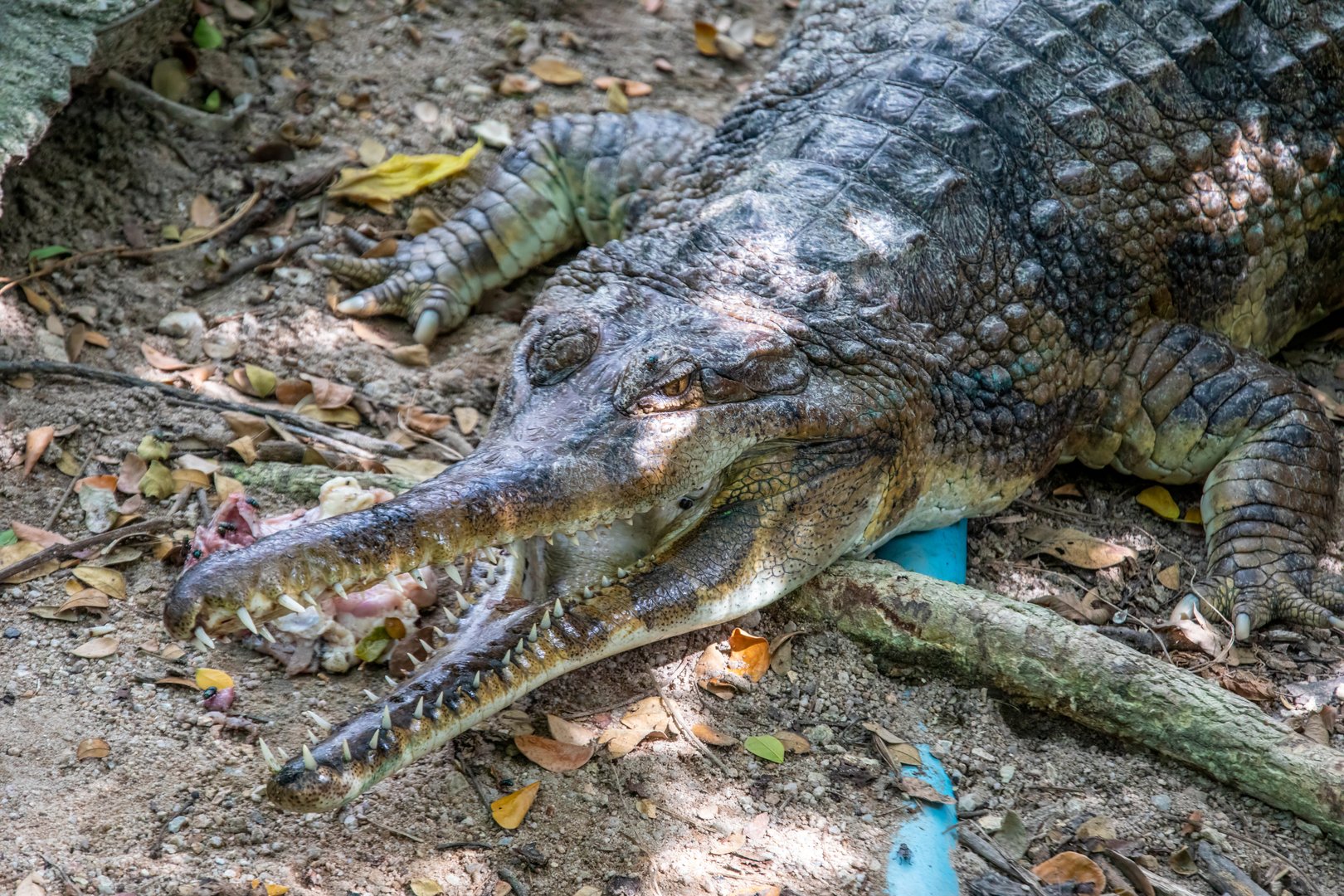 false gharial (Tomistoma schlegelii)