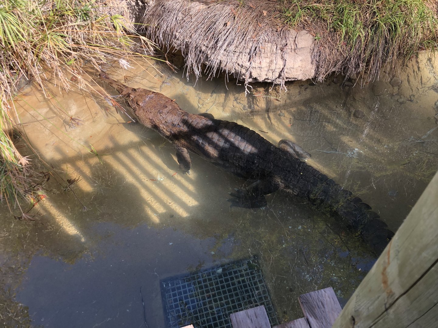 False gharial, Tomistoma schlegelii