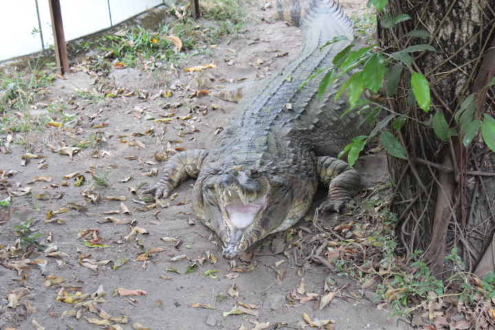 False gharial (Tomistoma schlegelii)