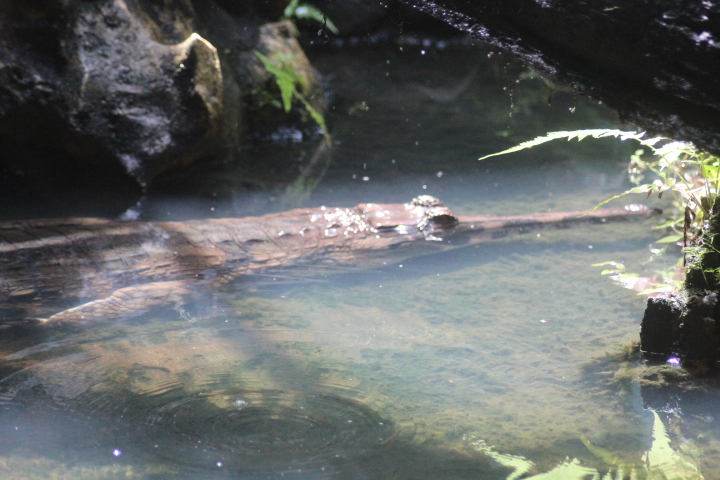 False gharial (Tomistoma schlegelii)