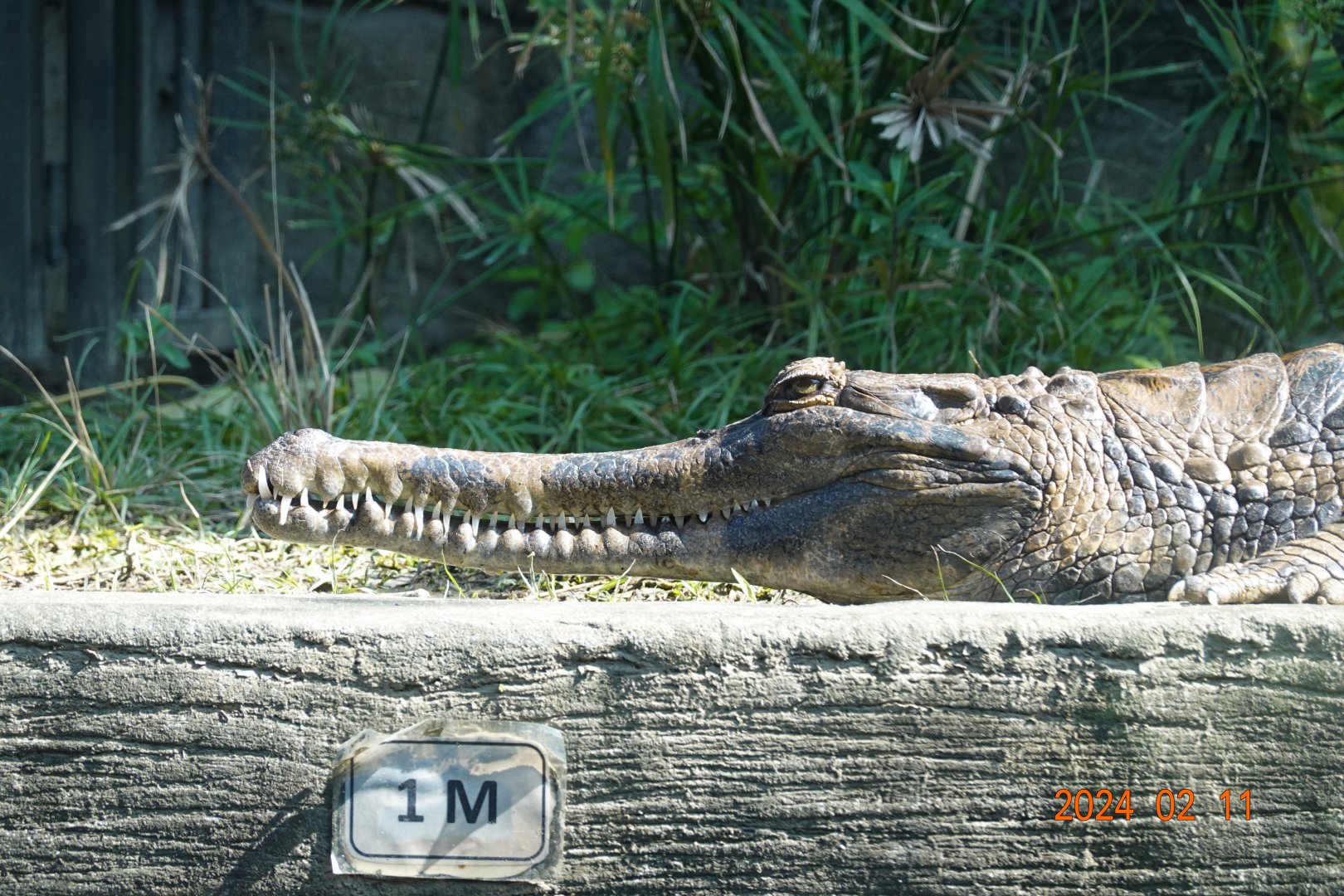 False Gharial (Tomistoma schlegelii)
