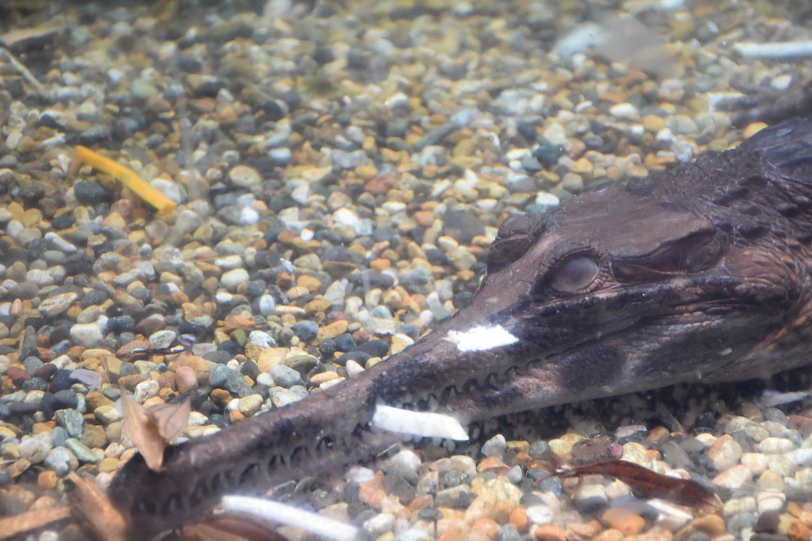 False Gharial (Tomistoma schlegelii)