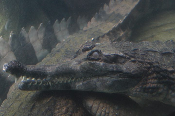 False gharial (Tomistoma schlegelii)
