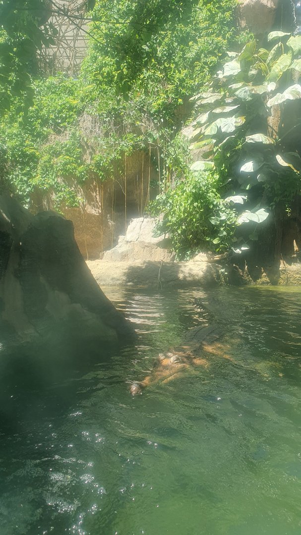 False gharial (Tomistoma schlegelii)