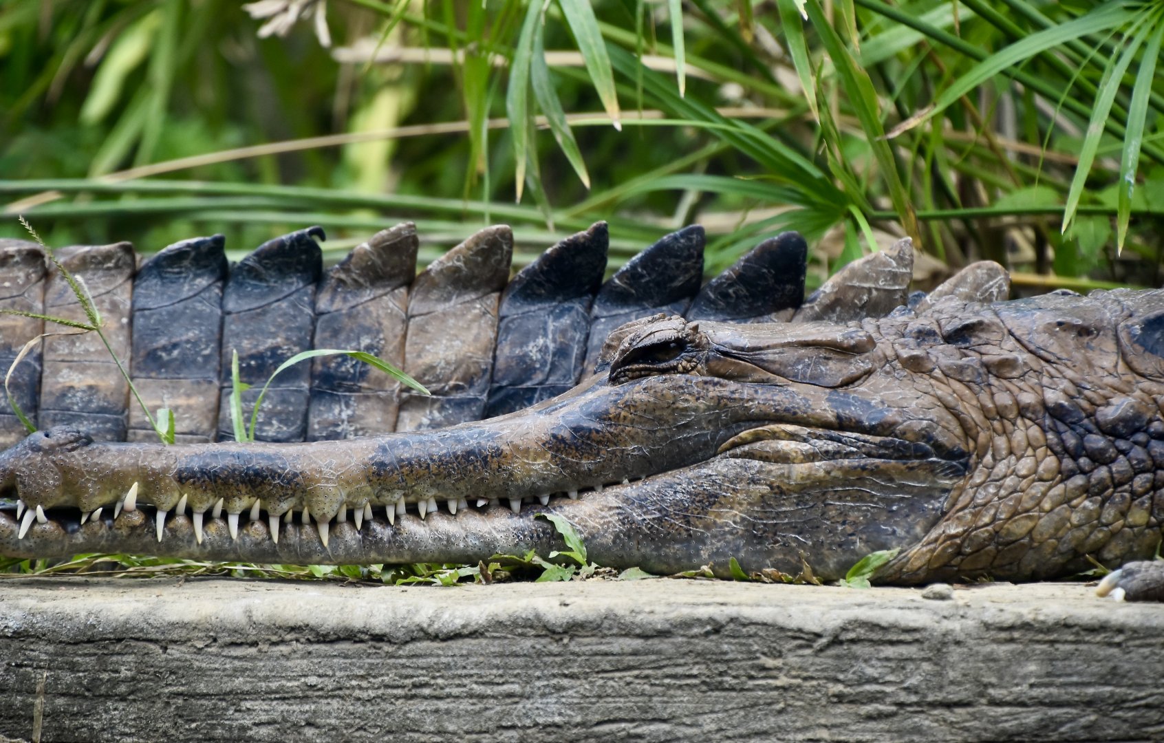 False Gharial (Tomistoma schlegelii)