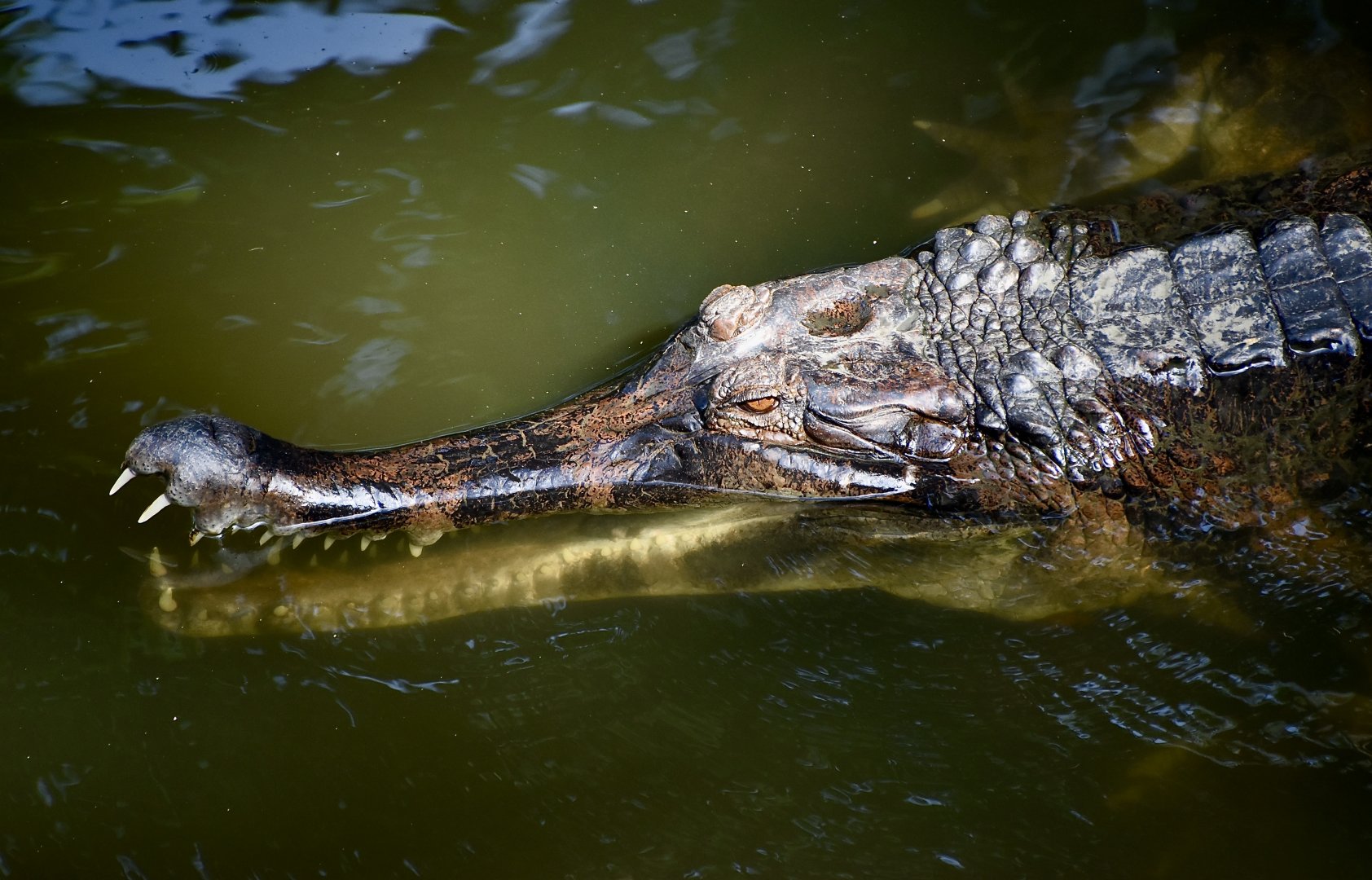 False Gharial (Tomistoma schlegelii)