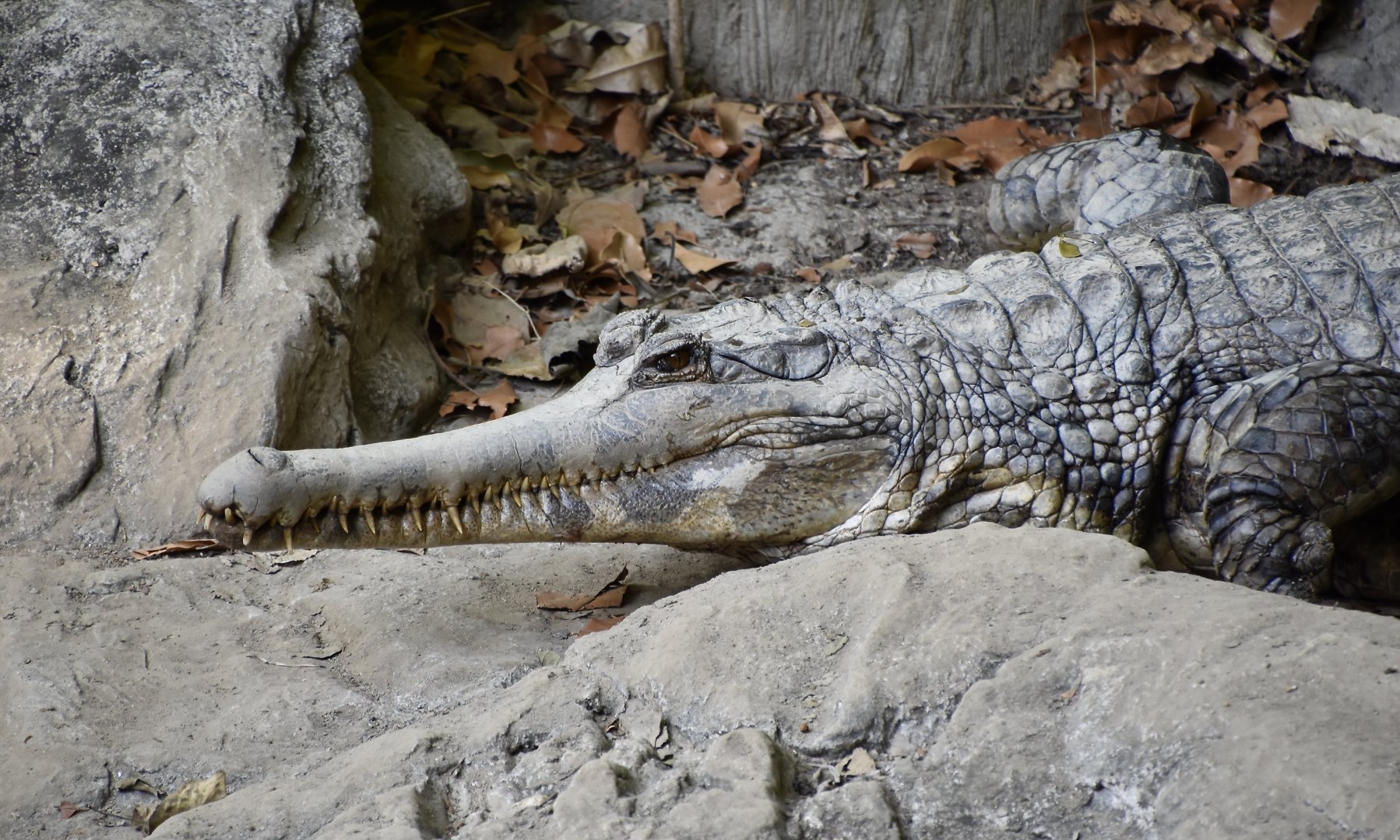 False Gharial (Tomistoma schlegelii)
