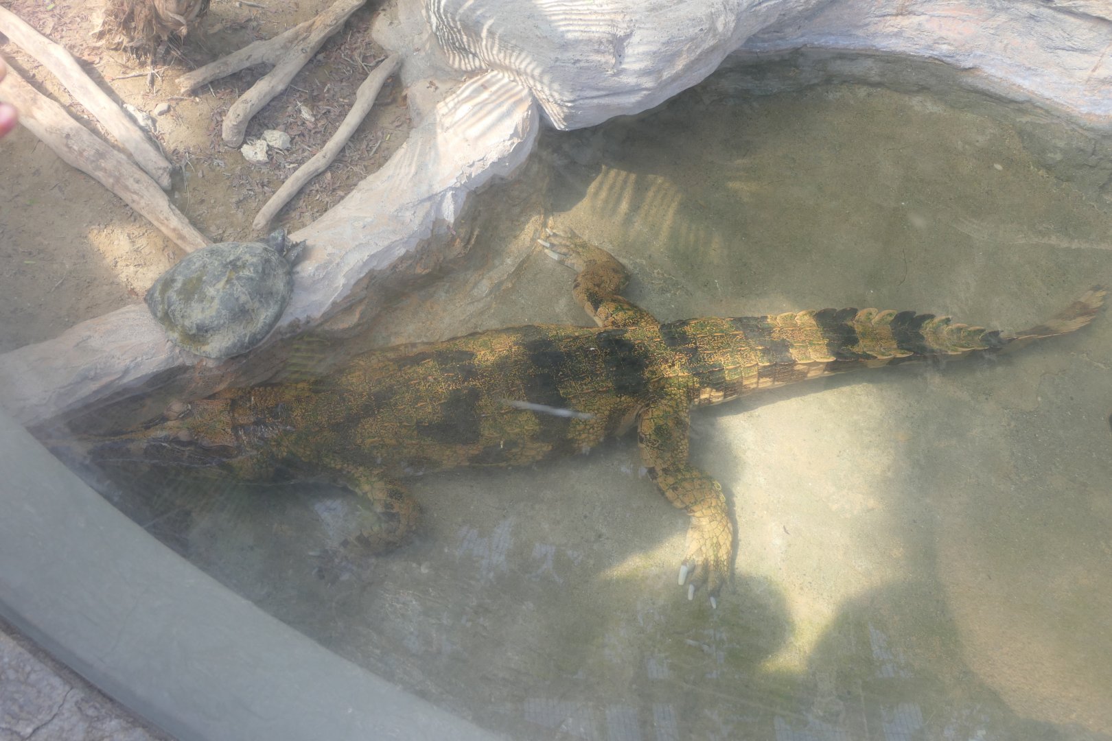 False Gharial (Tomistoma schlegelii)
