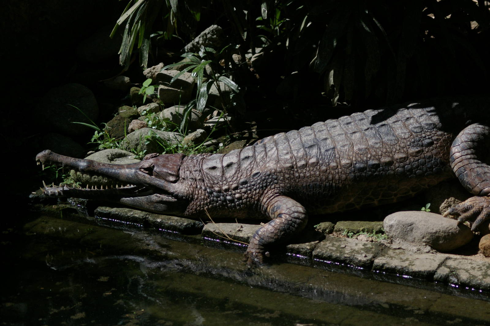 false gharial (Tomistoma schlegelii)