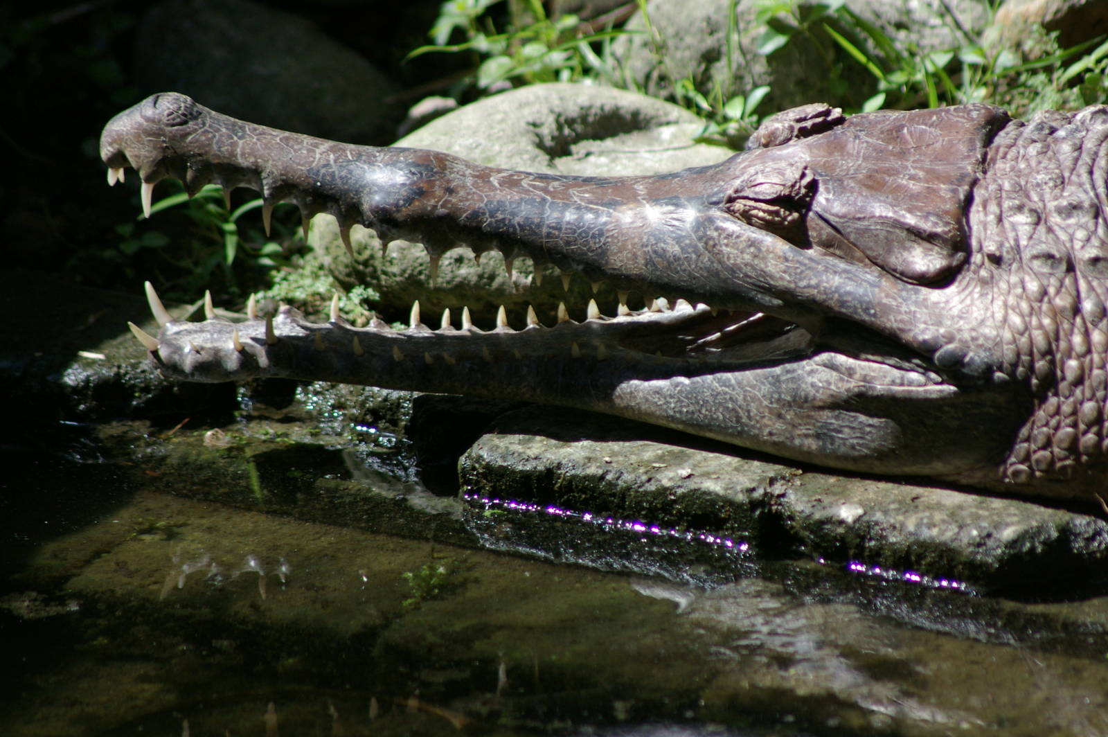 false gharial (Tomistoma schlegelii)
