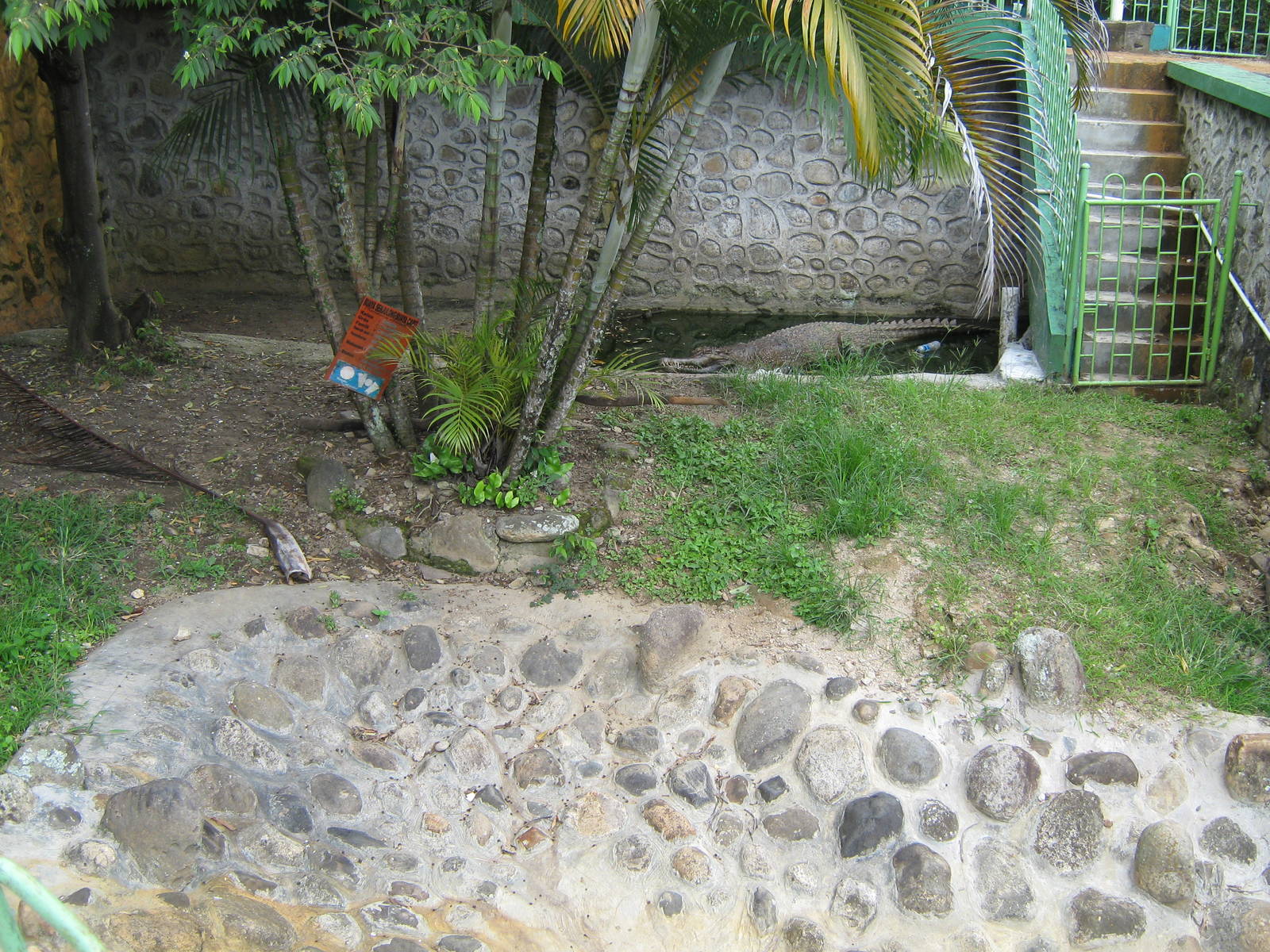 false gharial (Tomistoma schlegelii)