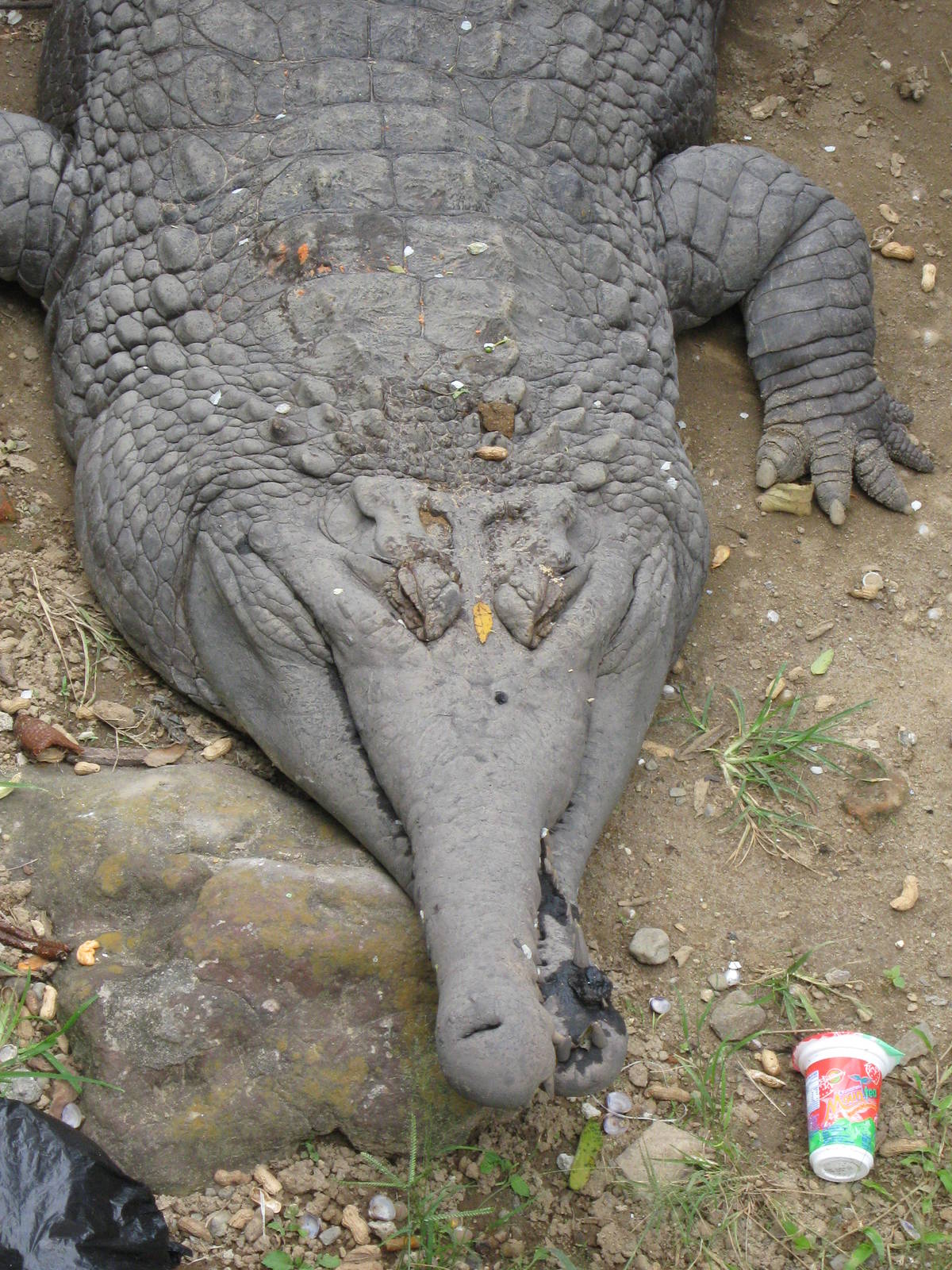 false gharial (Tomistoma schlegelii)