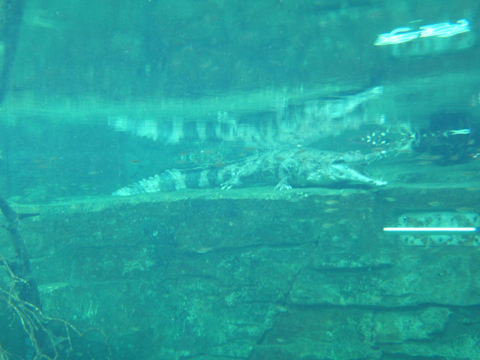 False Gharial under water