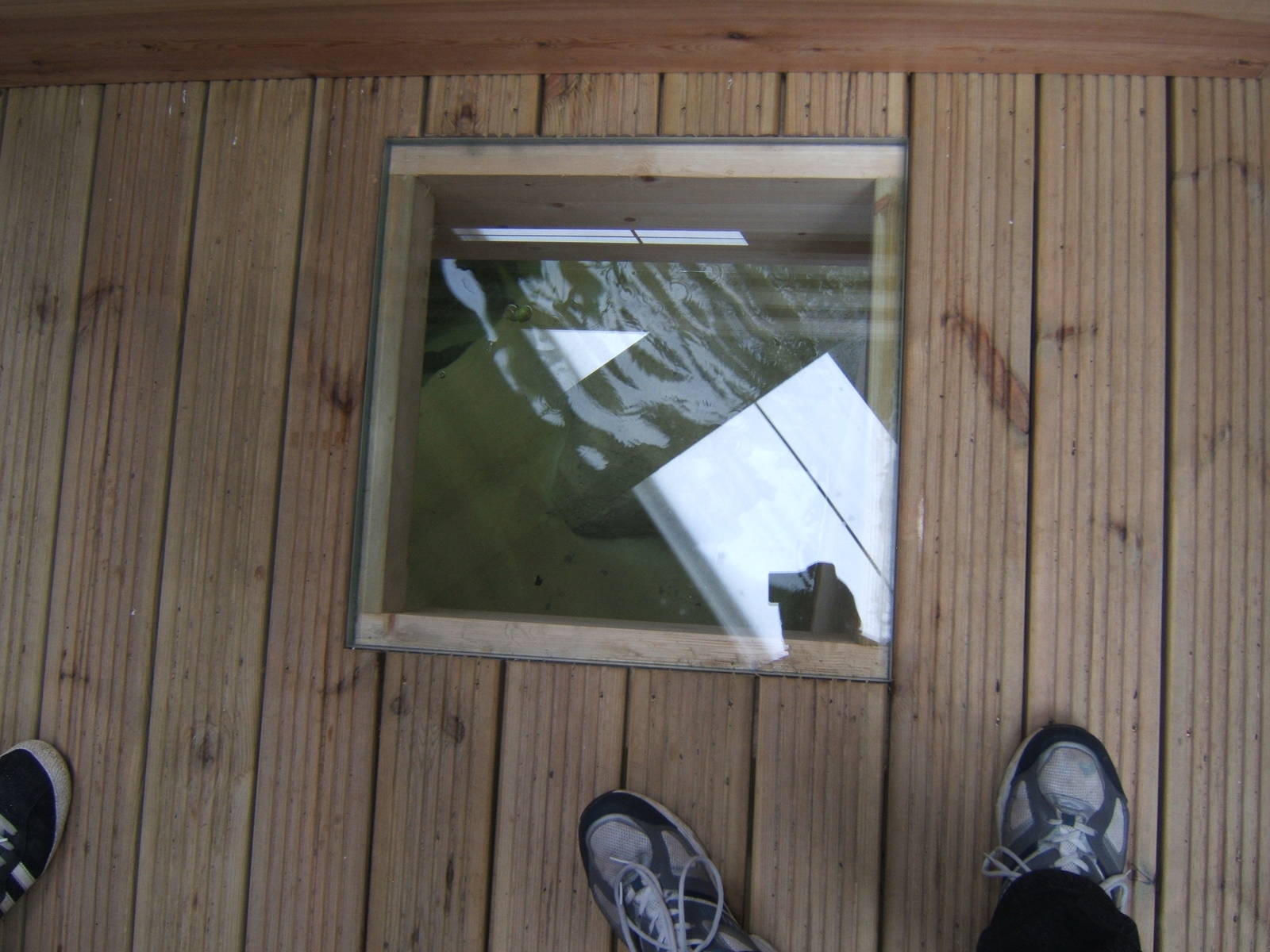 False Gharial viewing window