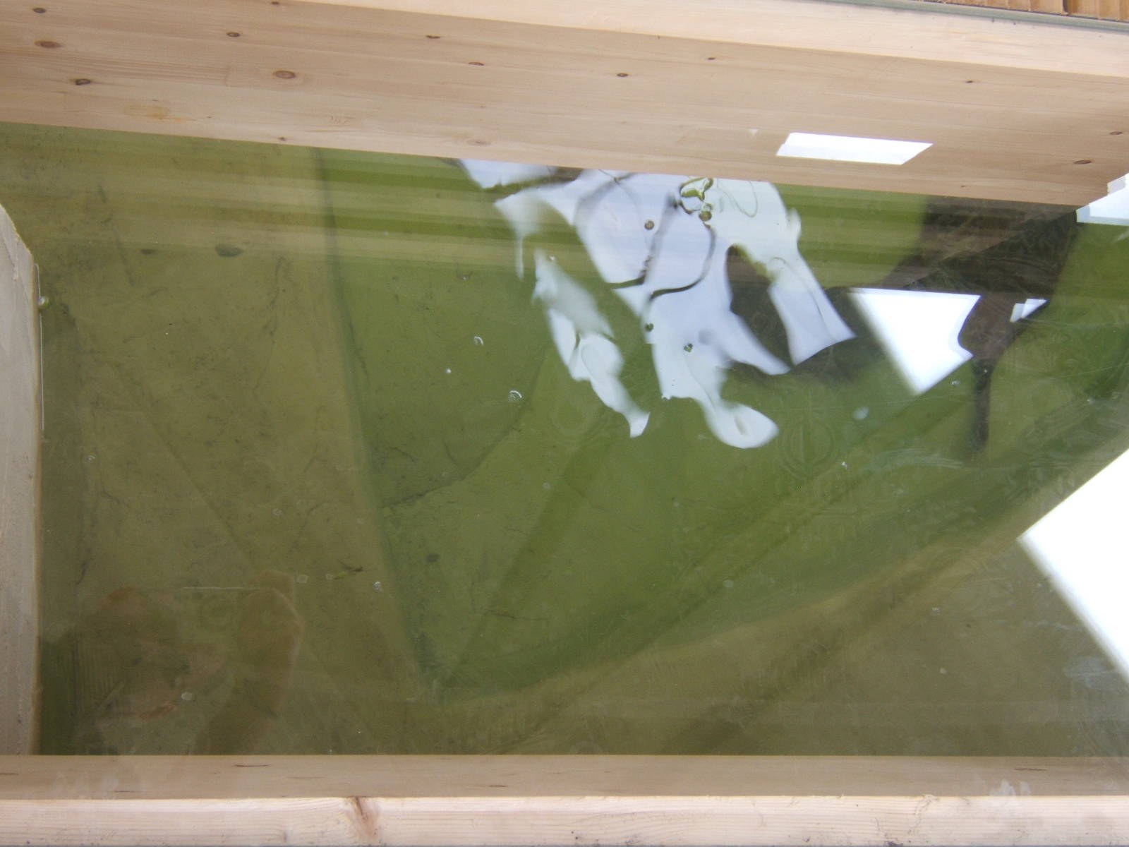 False Gharial viewing window