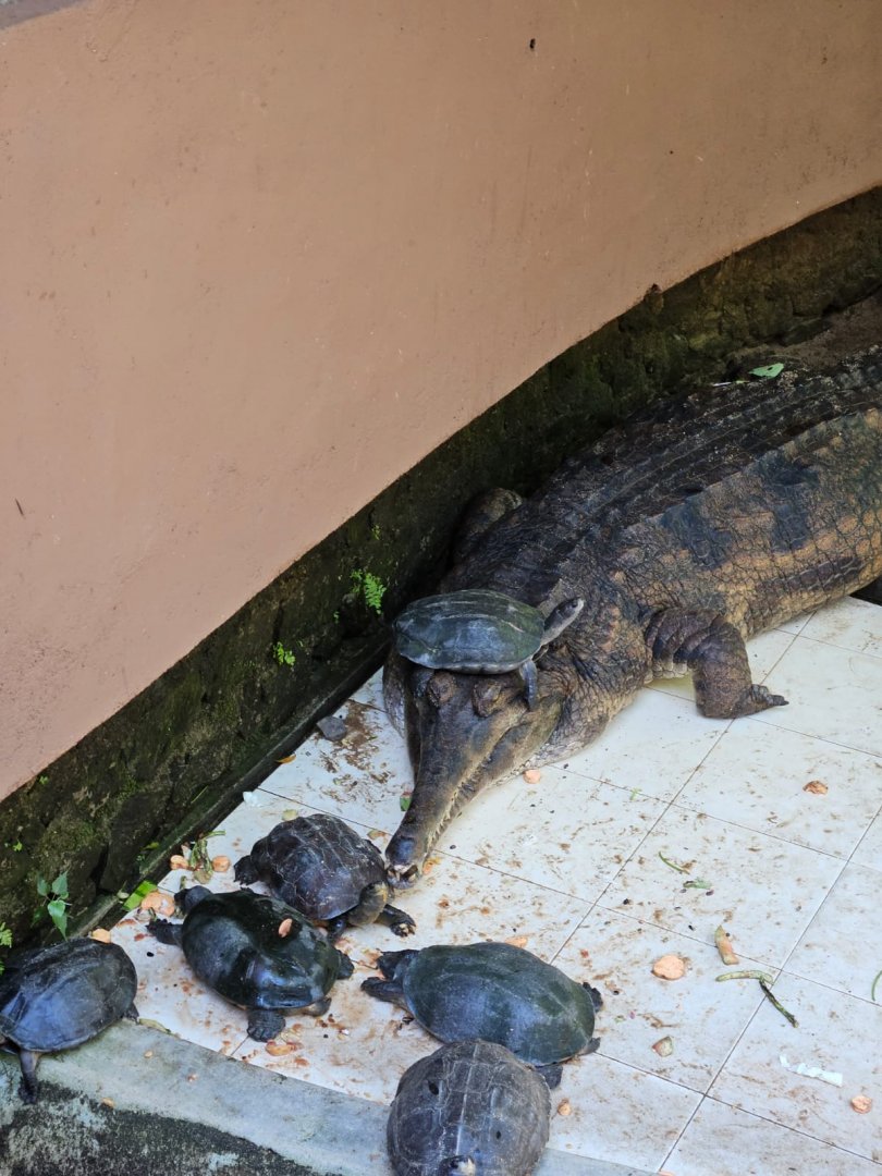 False gharial wearing a Sri Lankan black turtle (Melanochelys trijuga thermalis) as a hat