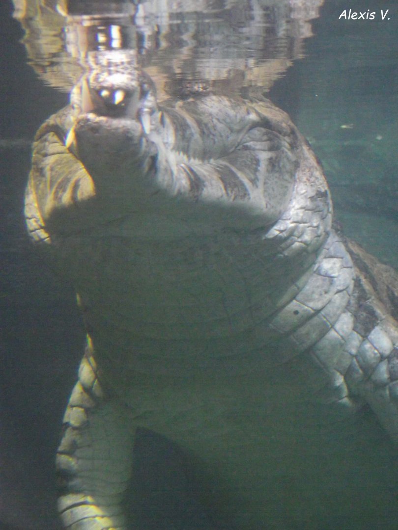 False Gharial - Zooparc de Beauval - 06/2020