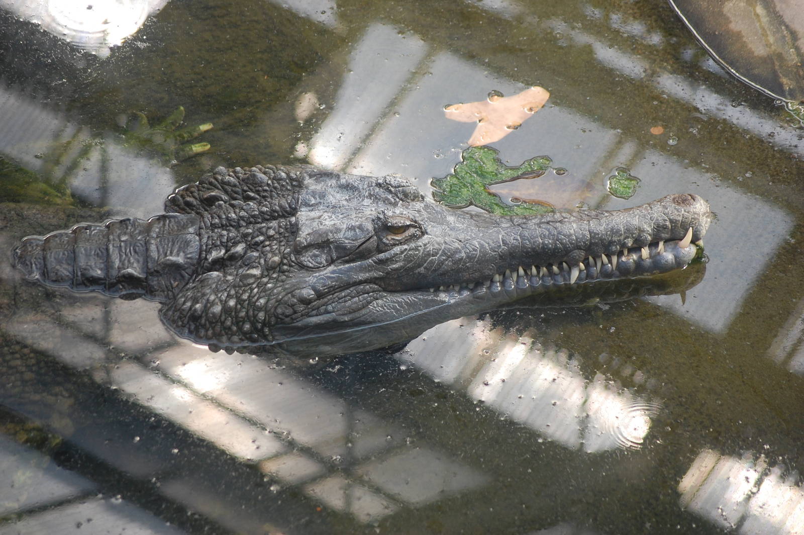 False Gharial