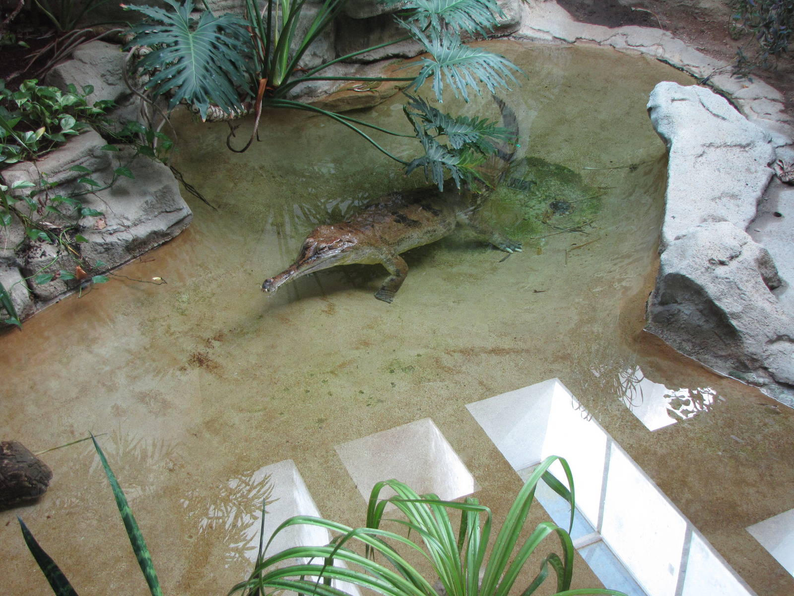 False Gharial