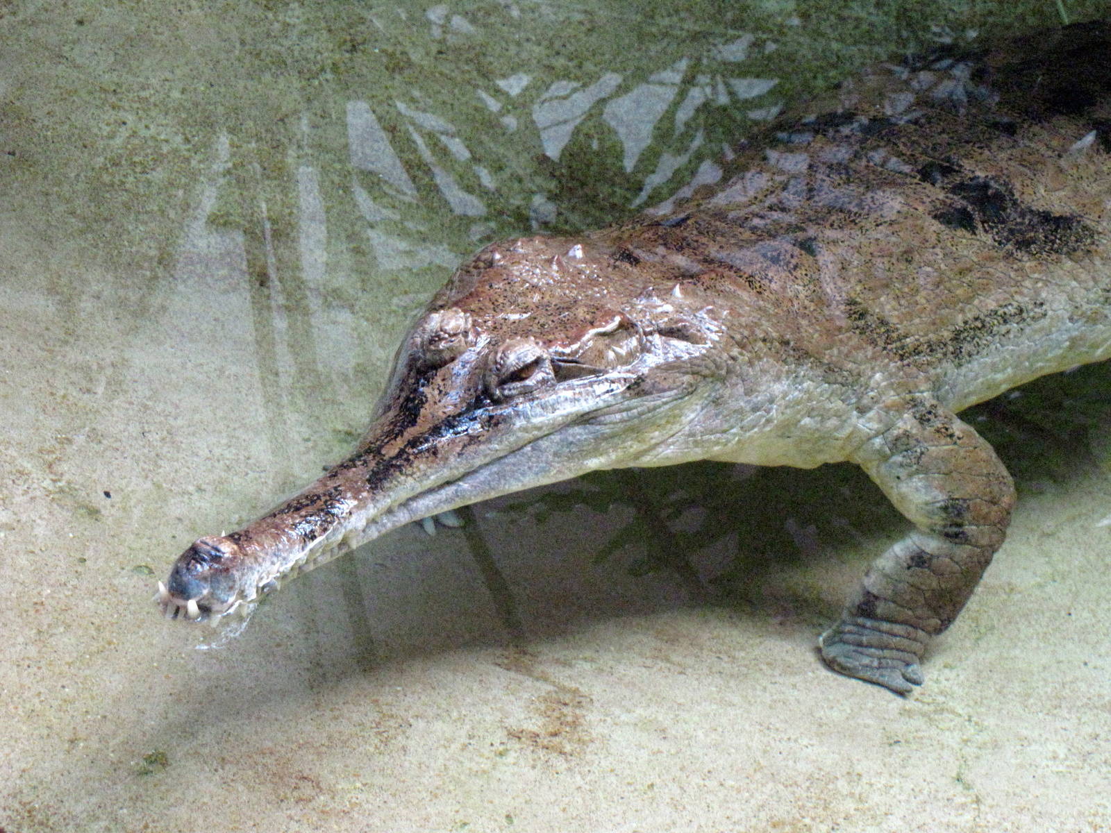 False Gharial