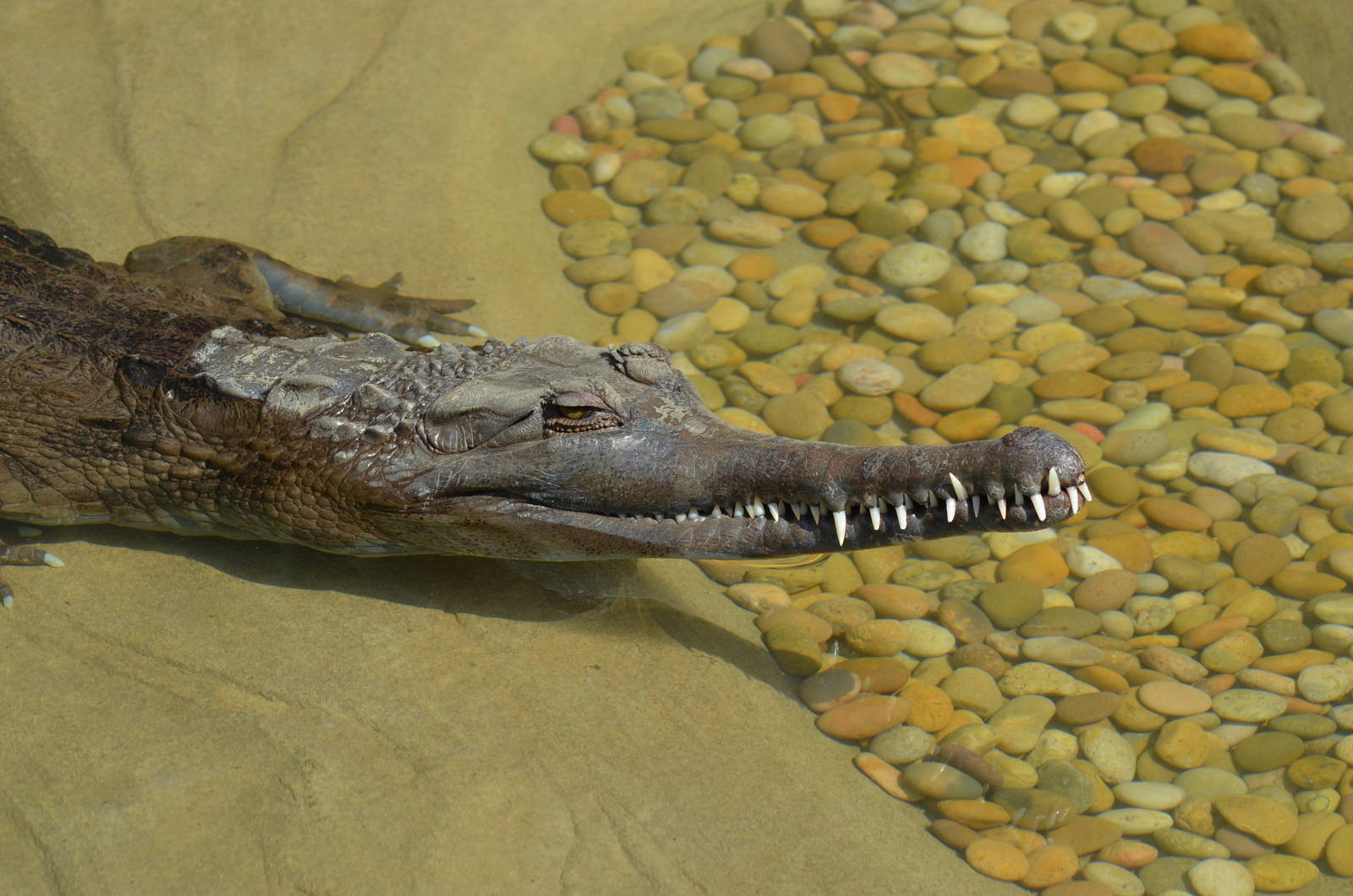 False Gharial