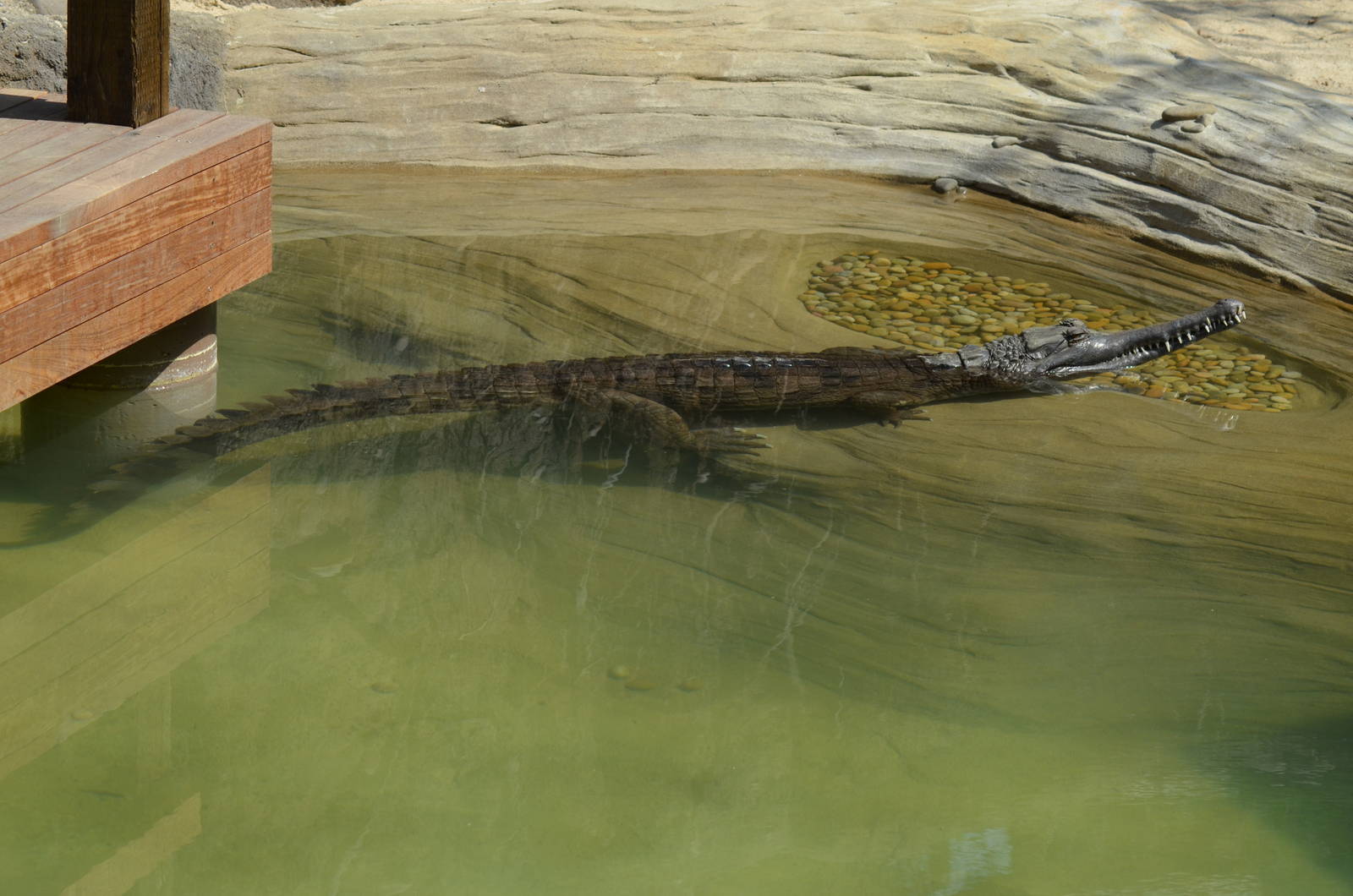 False Gharial