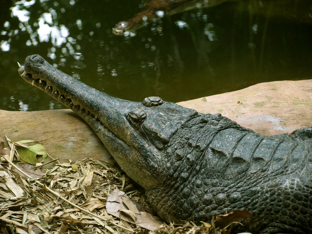 False gharial