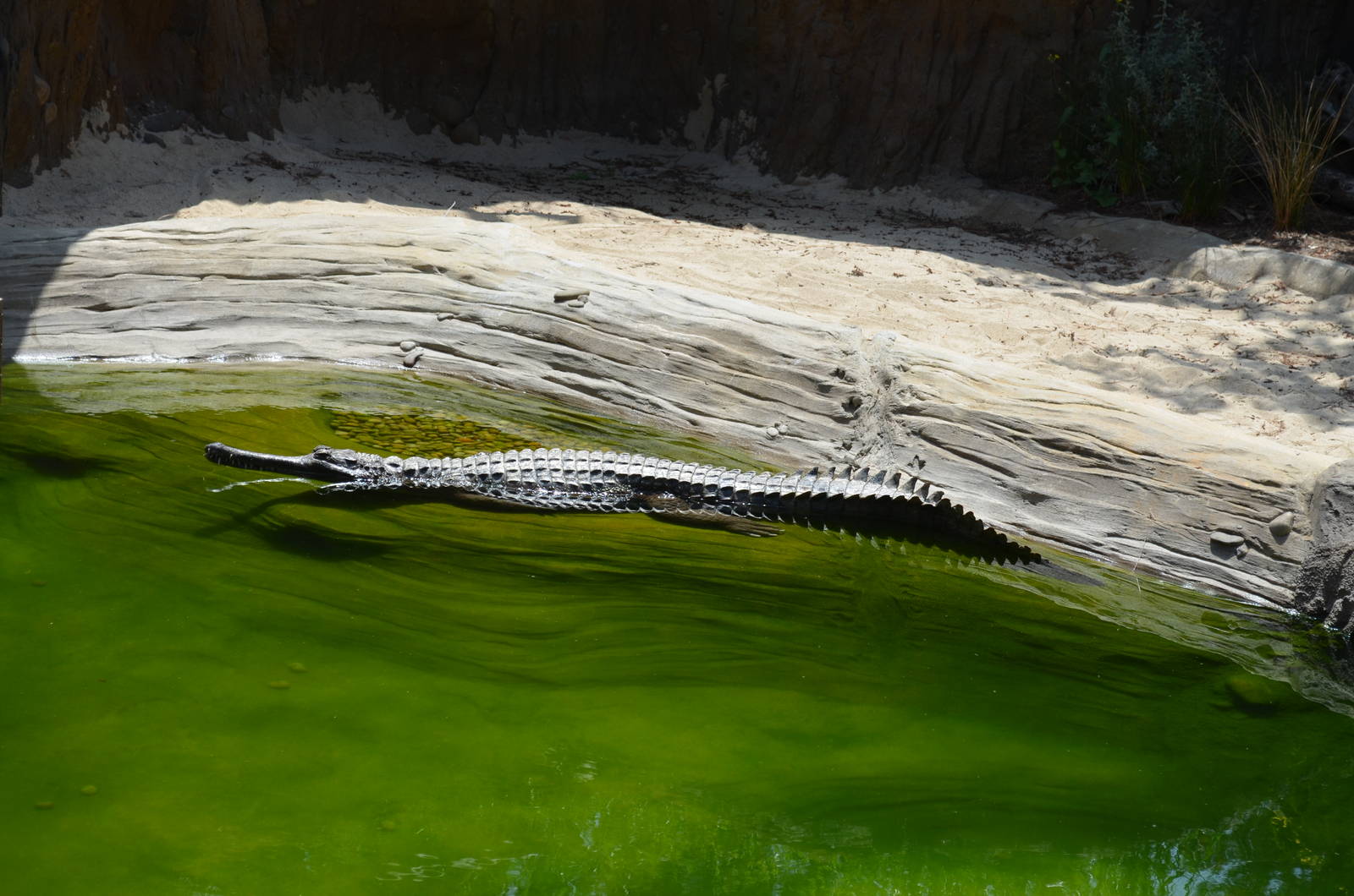 False Gharial