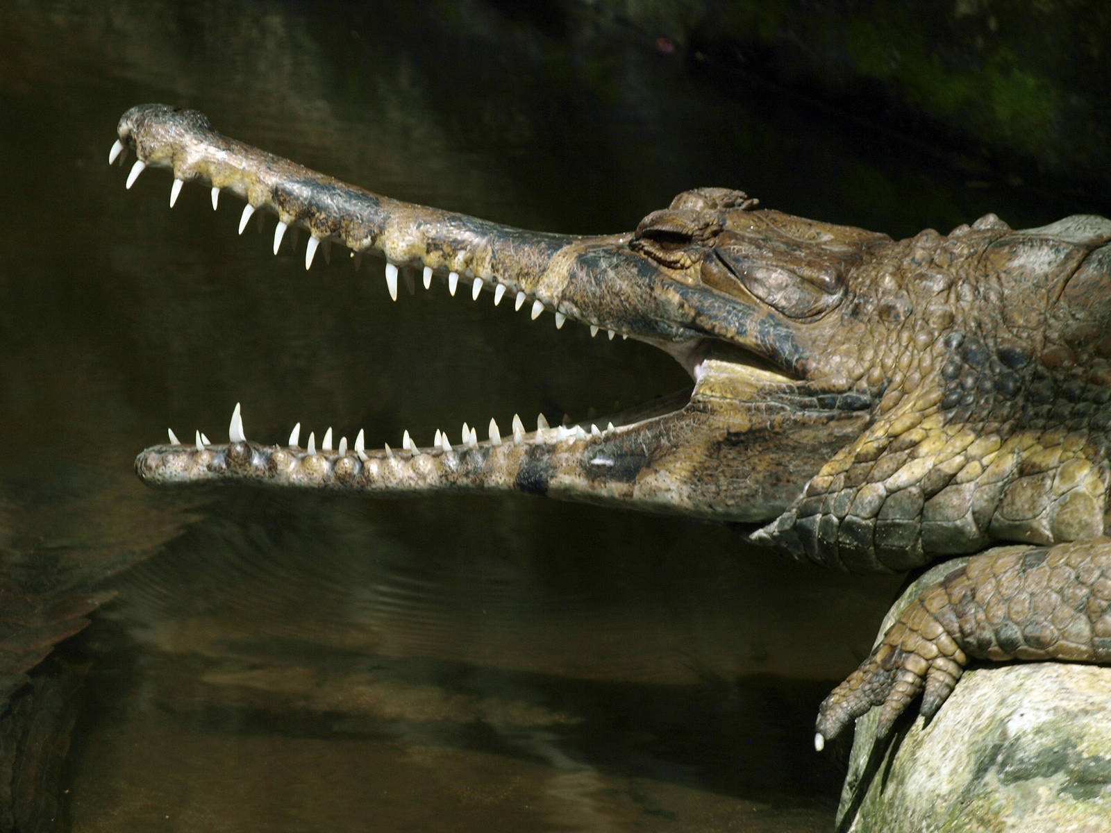 False gharial