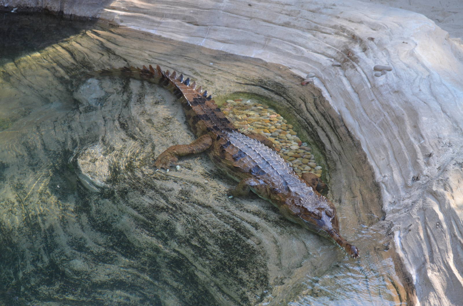 False Gharial