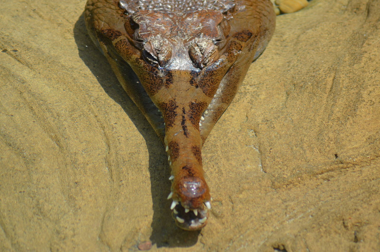 False Gharial