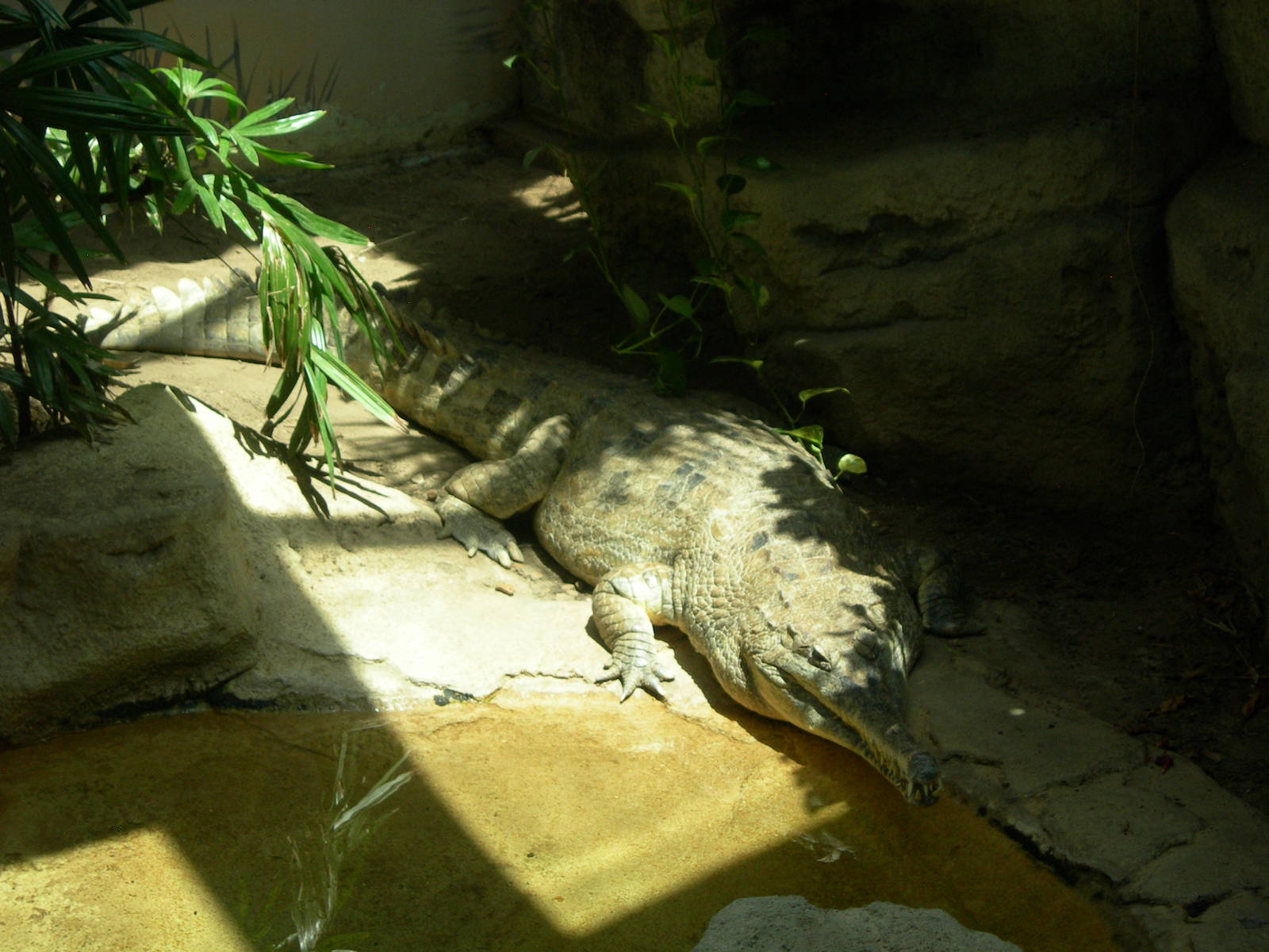 False Gharial