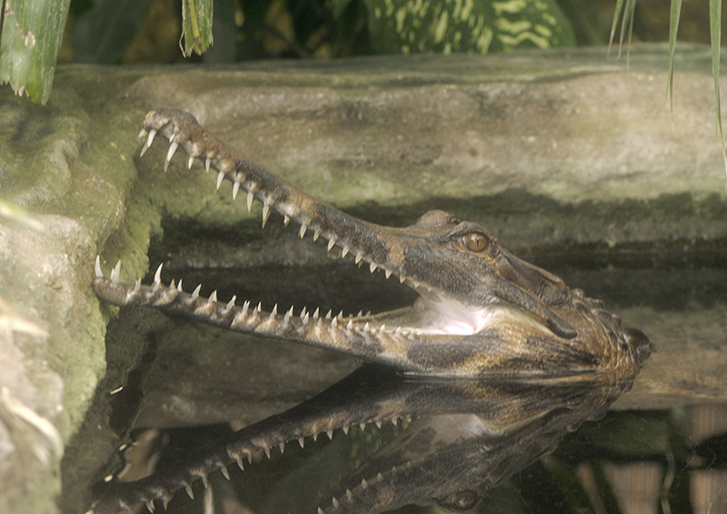 False gharial