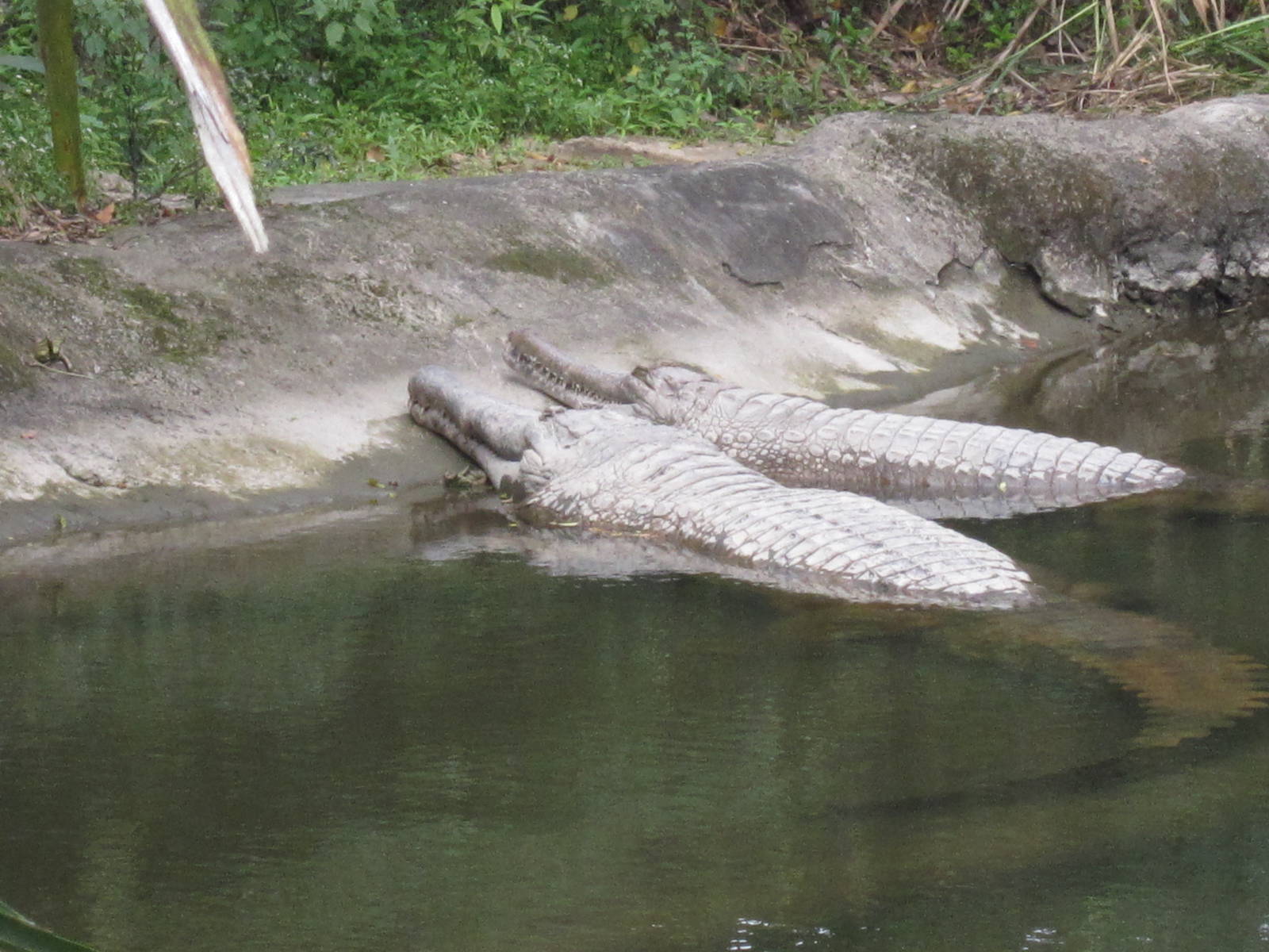 False Gharial