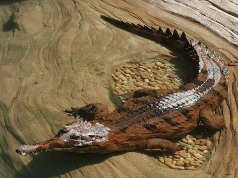 False Gharial